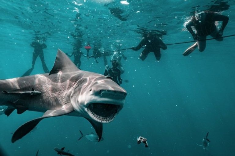 Shark Dive Jupiter Florida