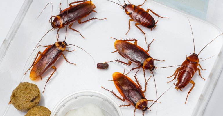 pest control Essex