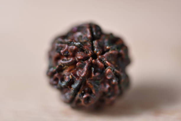 3 mukhi rudraksha for which rashi