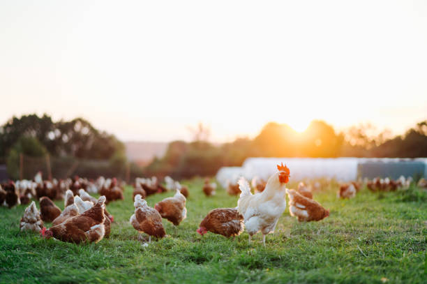 free range chicken free range chicken