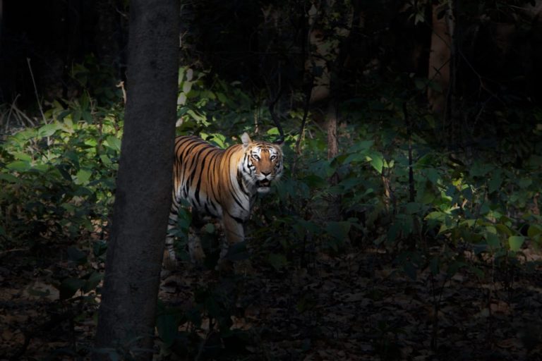 Tiger Safari Tours India