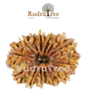 14 Mukhi Rudraksha Sahakara Nagar