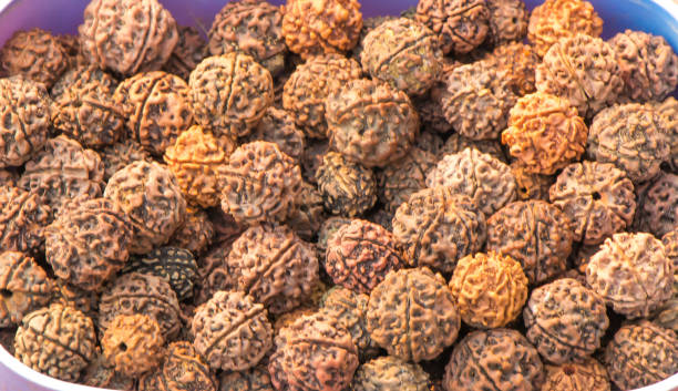 Certified Rudraksha in Sahakara Nagar