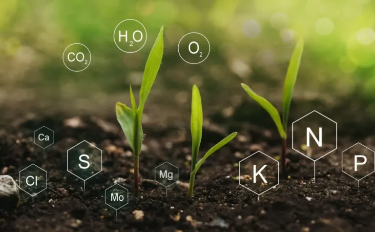 plant nutrition