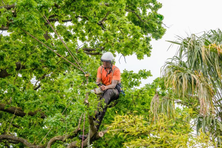 tree surgery services