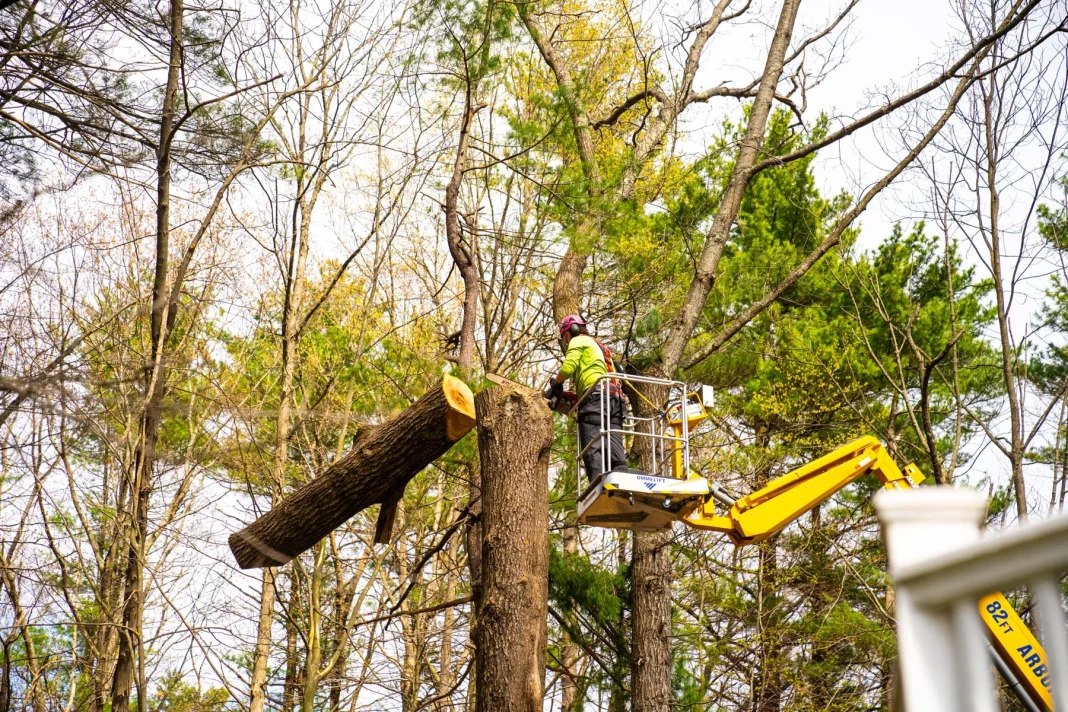 tree lopping services in Rockingham