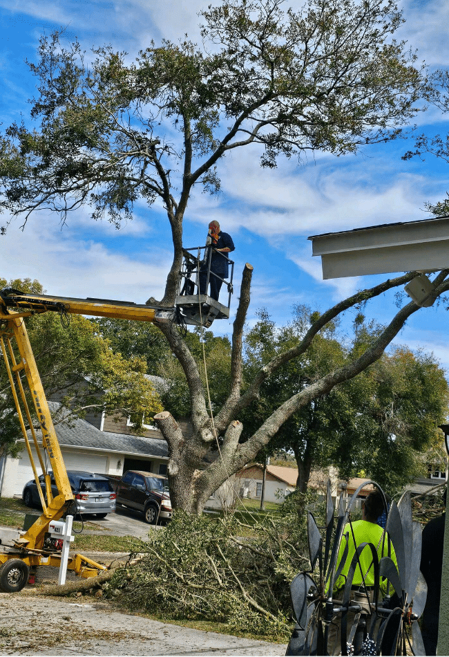 tree care in Tampa Bay area