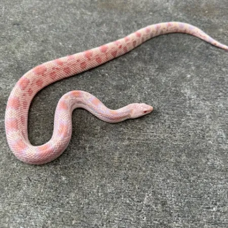 ball python for sale near me 