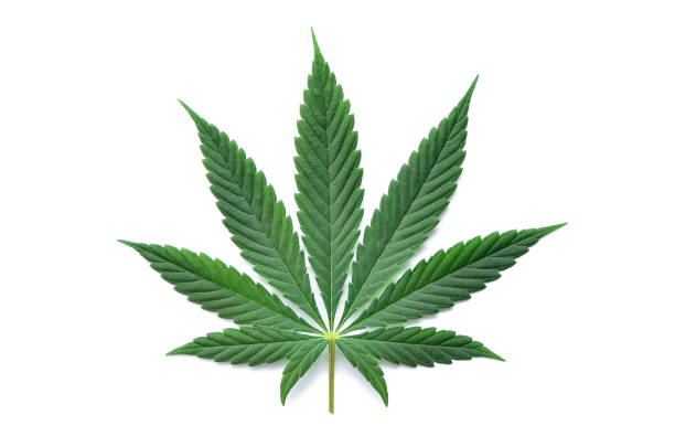 dispensary near Longmont CO